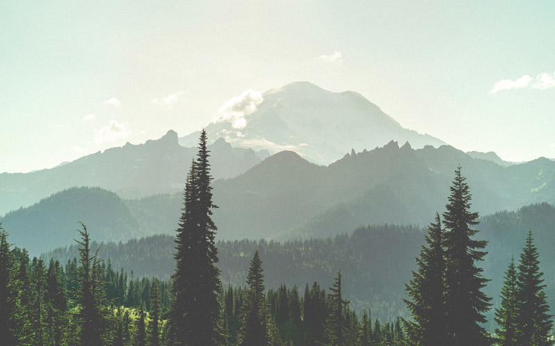 green trees and mountain